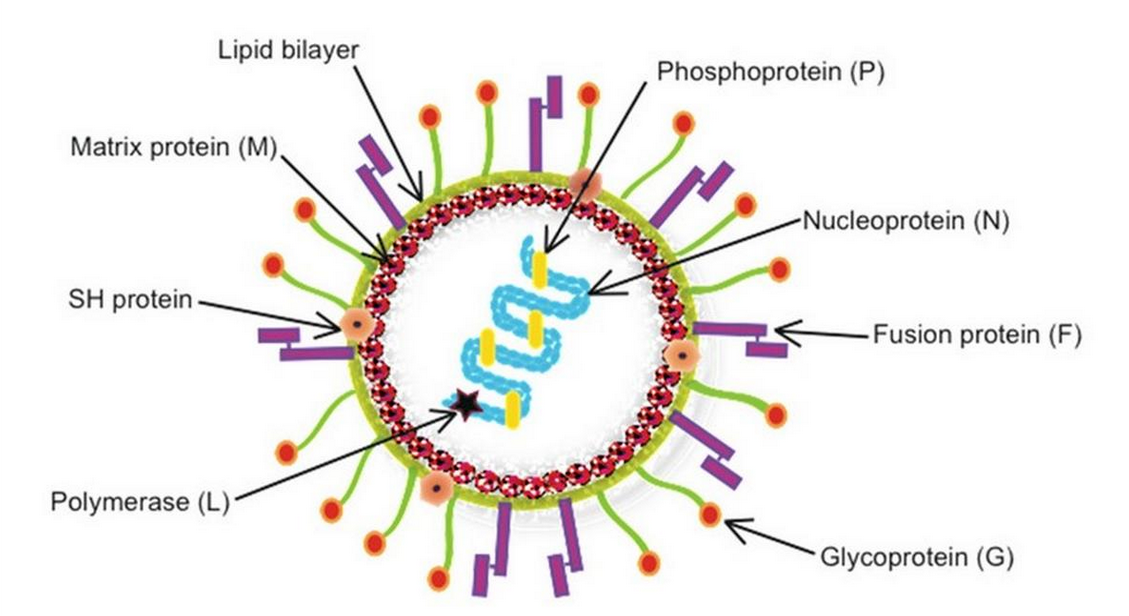 Chart shows soaring cases of HMPV virus with hospitals under pressure