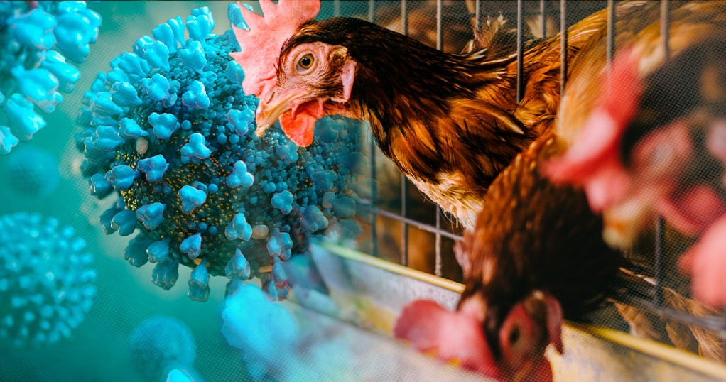 H5N1 Bird Flu Warning: Is India Ready for Another Deadly COVID-Like Virus Outbreak?