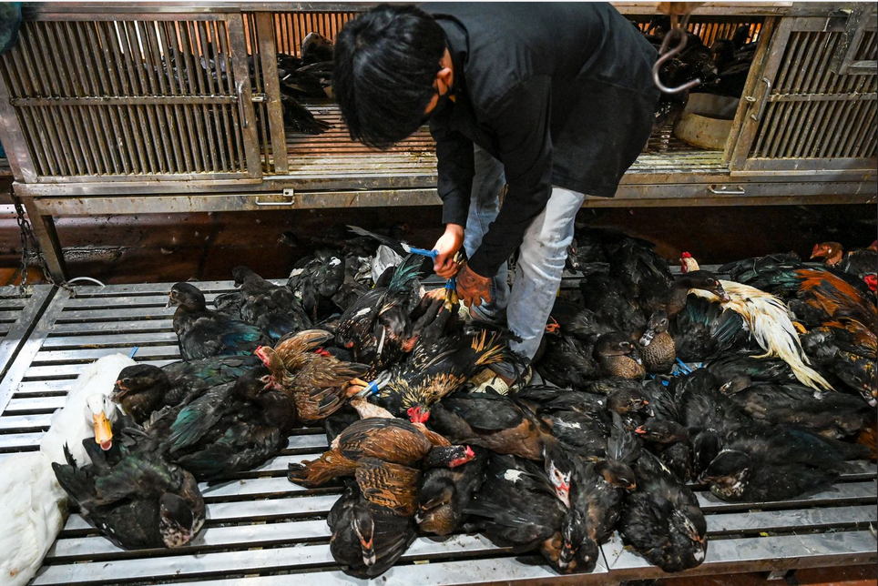 Cambodia reports third fatal human H5N1 case of the year